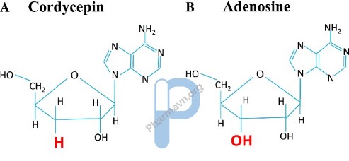 Cấu trúc hóa học của Cordycepin và Adenosine.