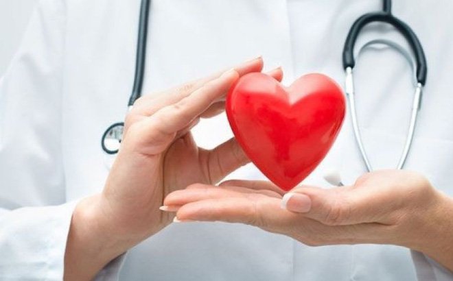 tác dụng của đông trùng hạt hảo đối với tim mạch