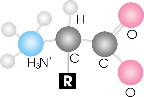 Công thức cấp tạo axit amin